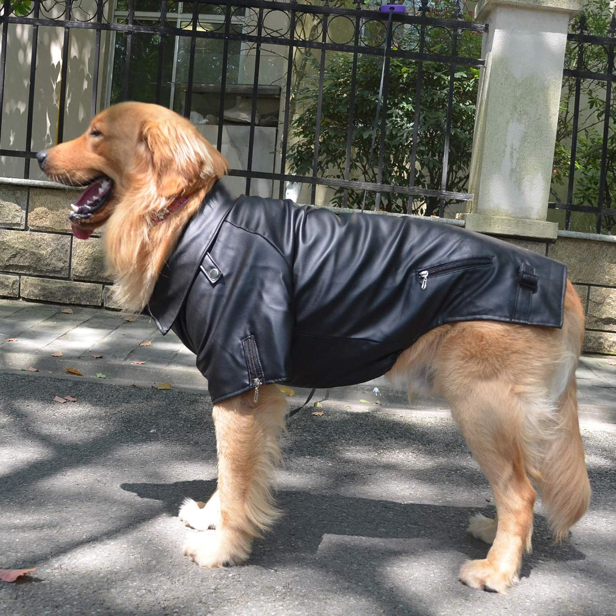 Back view of dog in leather winter jacket showing fit