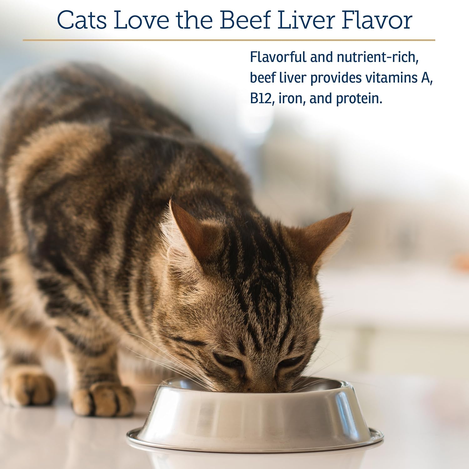 Rx Vitamins feline immune support multimineral powder jar on a clean background.