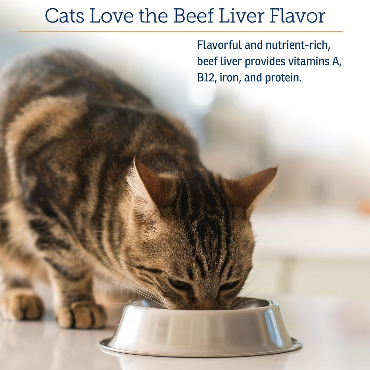 Rx Vitamins feline immune support multimineral powder jar on a clean background.