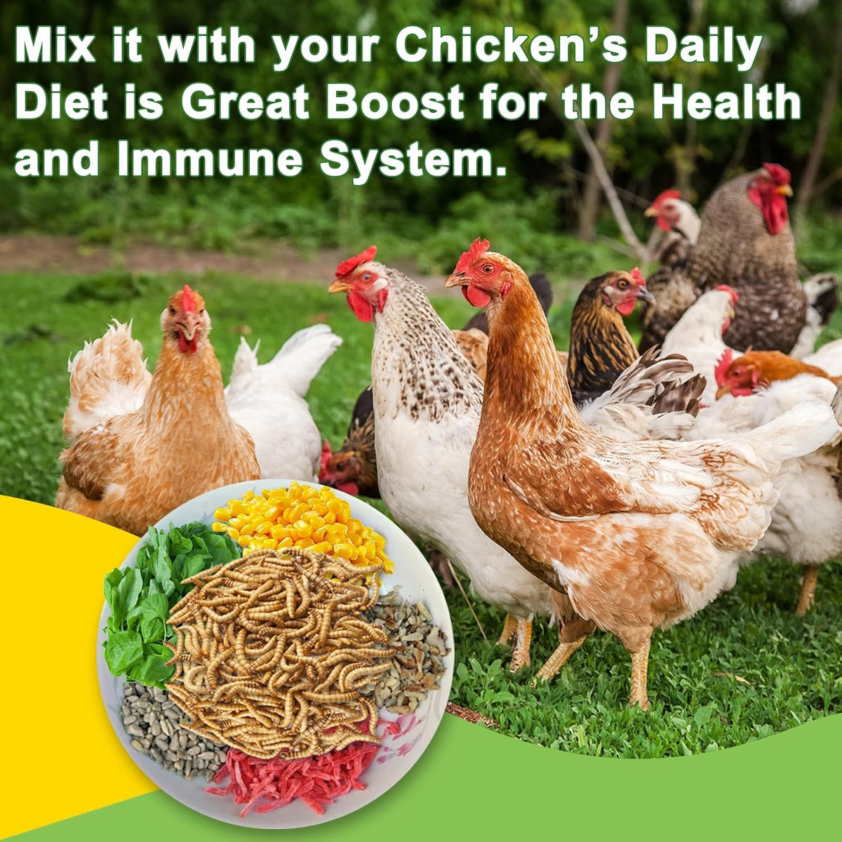 Non GMO black soldier fly larvae for wild birds