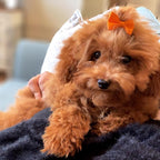 Premium imported YAKA pet topknot hair ties in vibrant patterns.