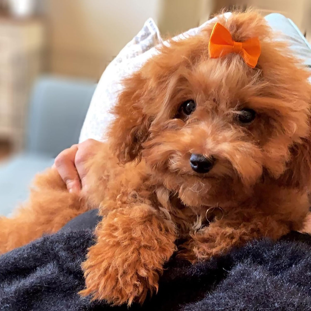 Premium imported YAKA pet topknot hair ties in vibrant patterns.