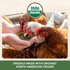 Healthy laying hens eating organic chicken feed from a feeder.