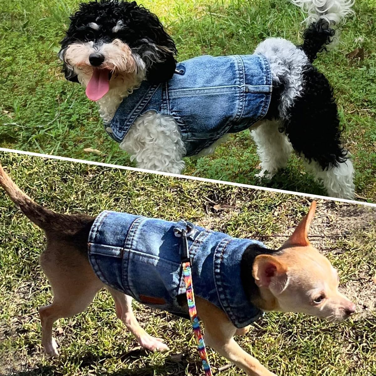 LKEX medium size puppy shirt snap button closure view