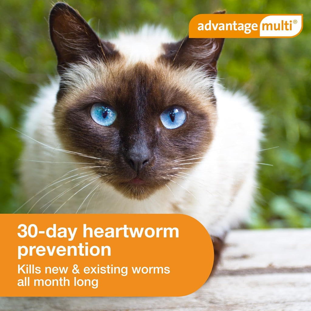 Advantage Multi for cats parasite protection benefits