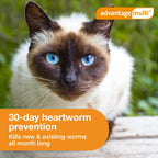 Advantage Multi for cats parasite protection benefits
