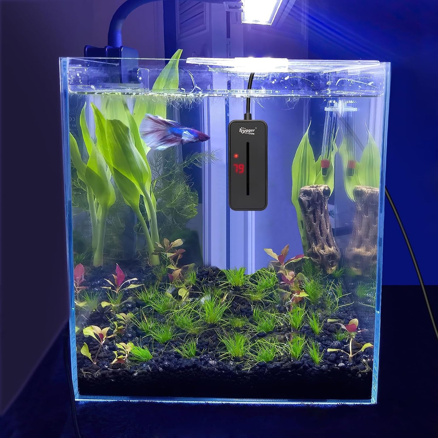 Hygger aquarium heater mounted in small fish tank