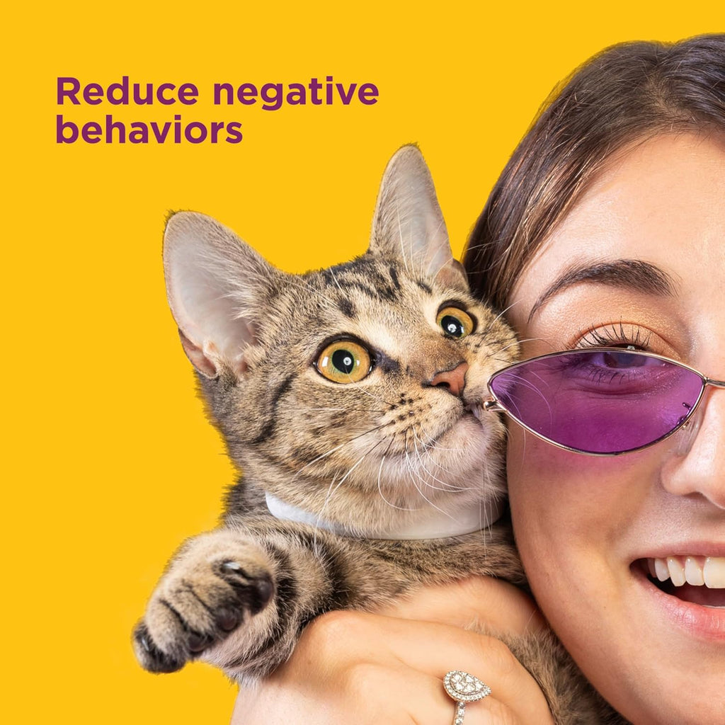 Adult cat wearing the pink Comfort Zone pheromone calming collar comfortably