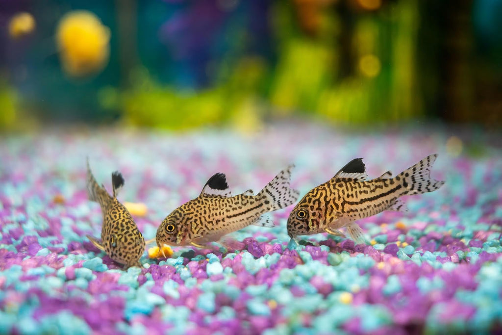 Close up of dehydrated color worm fish food mix