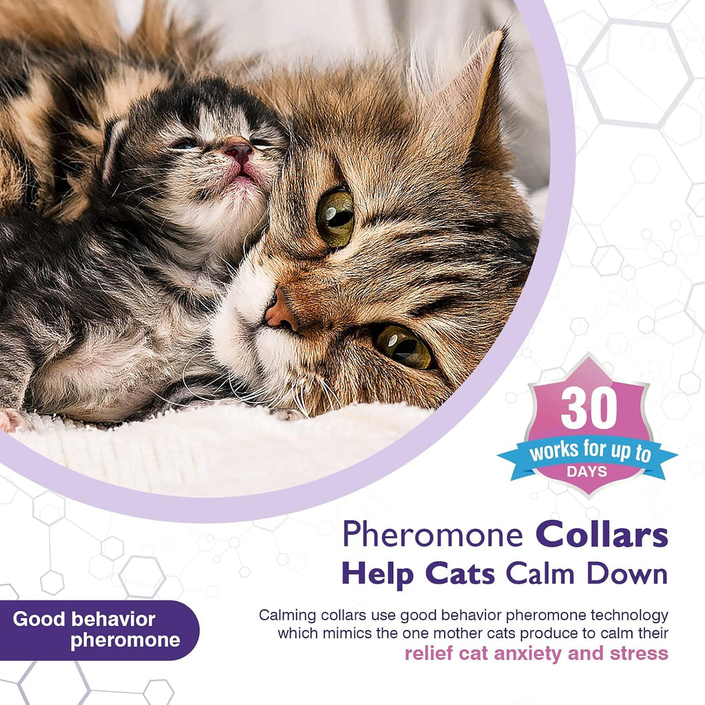 Adjustable purple pheromone pet collar being measured and trimmed for a small kitten
