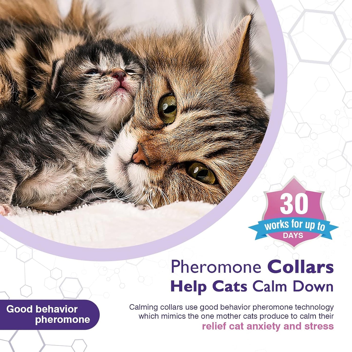 Adjustable purple pheromone pet collar being measured and trimmed for a small kitten