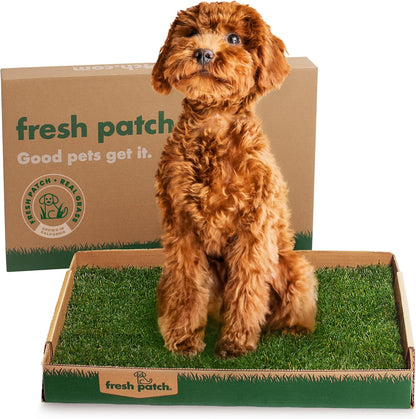 Fresh Patch real grass potty training mat front view