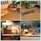 BWOGUE reptile carpet installed inside tortoise terrarium