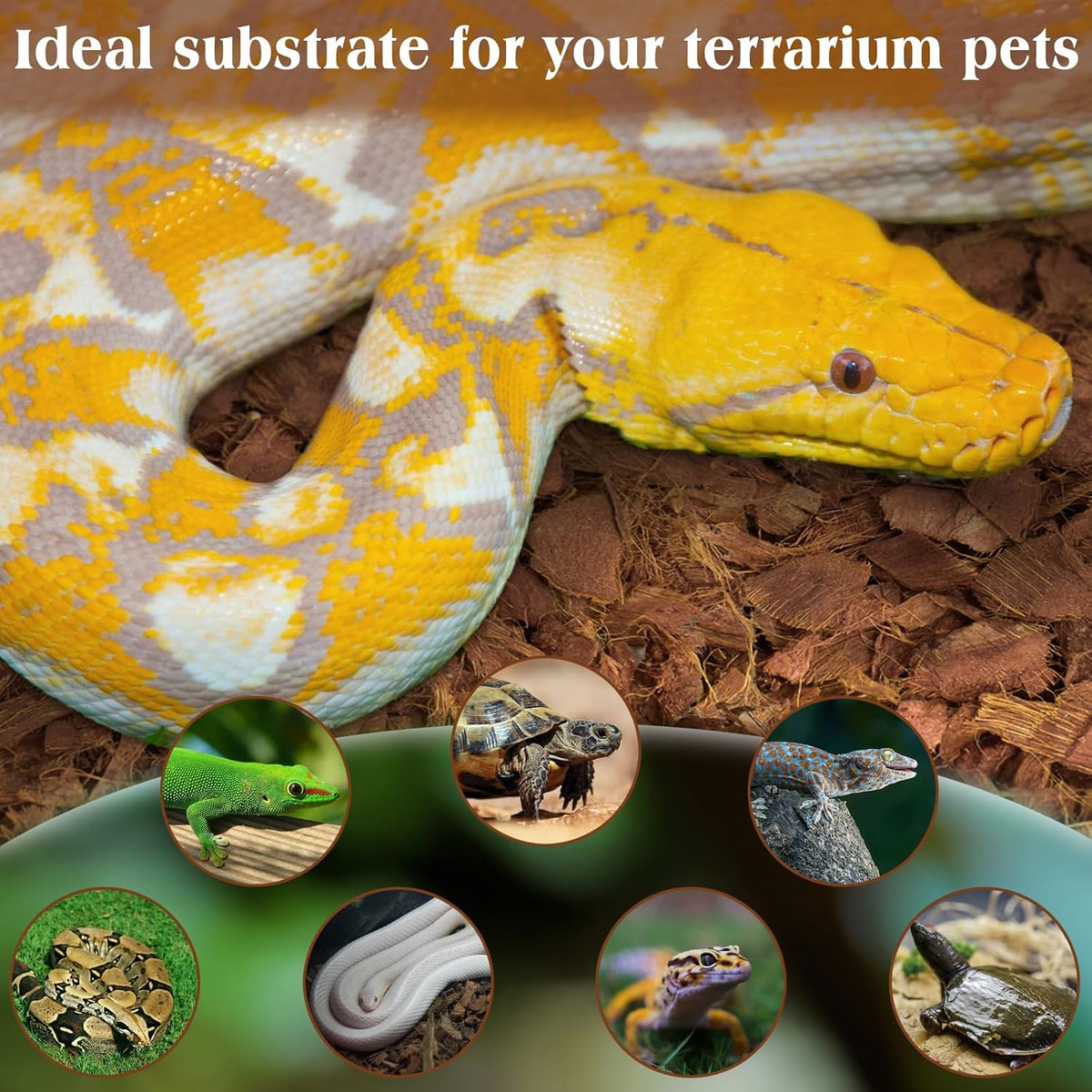 Natural organic terrarium bedding in enclosure