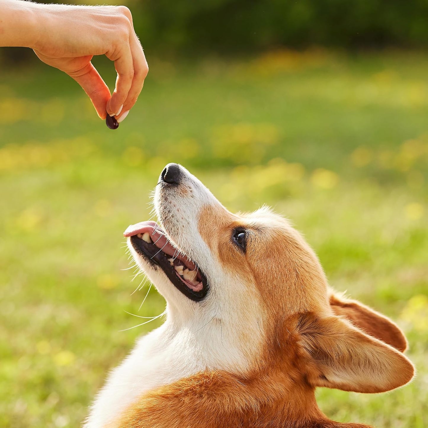 How to administer 1-TDC capsules by squeezing onto pet gums or paws