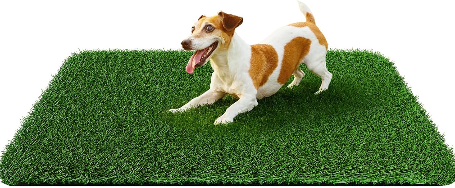 White shepherd dog standing on Pick For Life grass patch