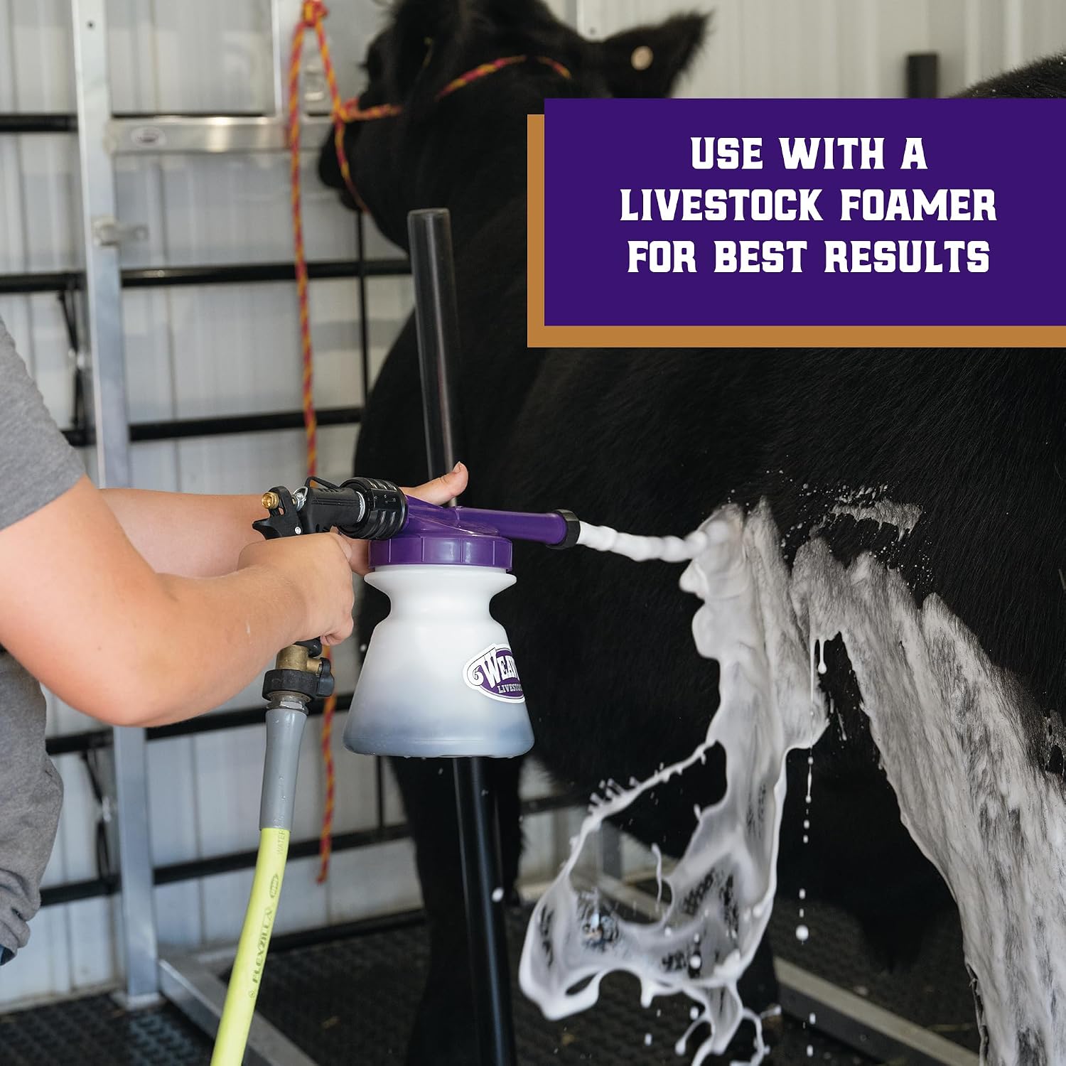 Professional livestock grooming shampoo sudsing in a foamer attachment