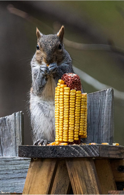 Himsel Farms yellow corn kernels being poured into an outdoor wildlife feeder