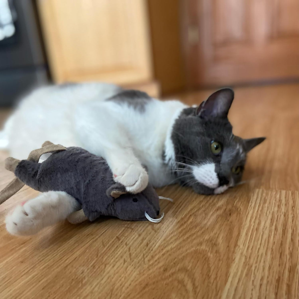 Cat playing with Spot Big Mouse Bertha interactive toy