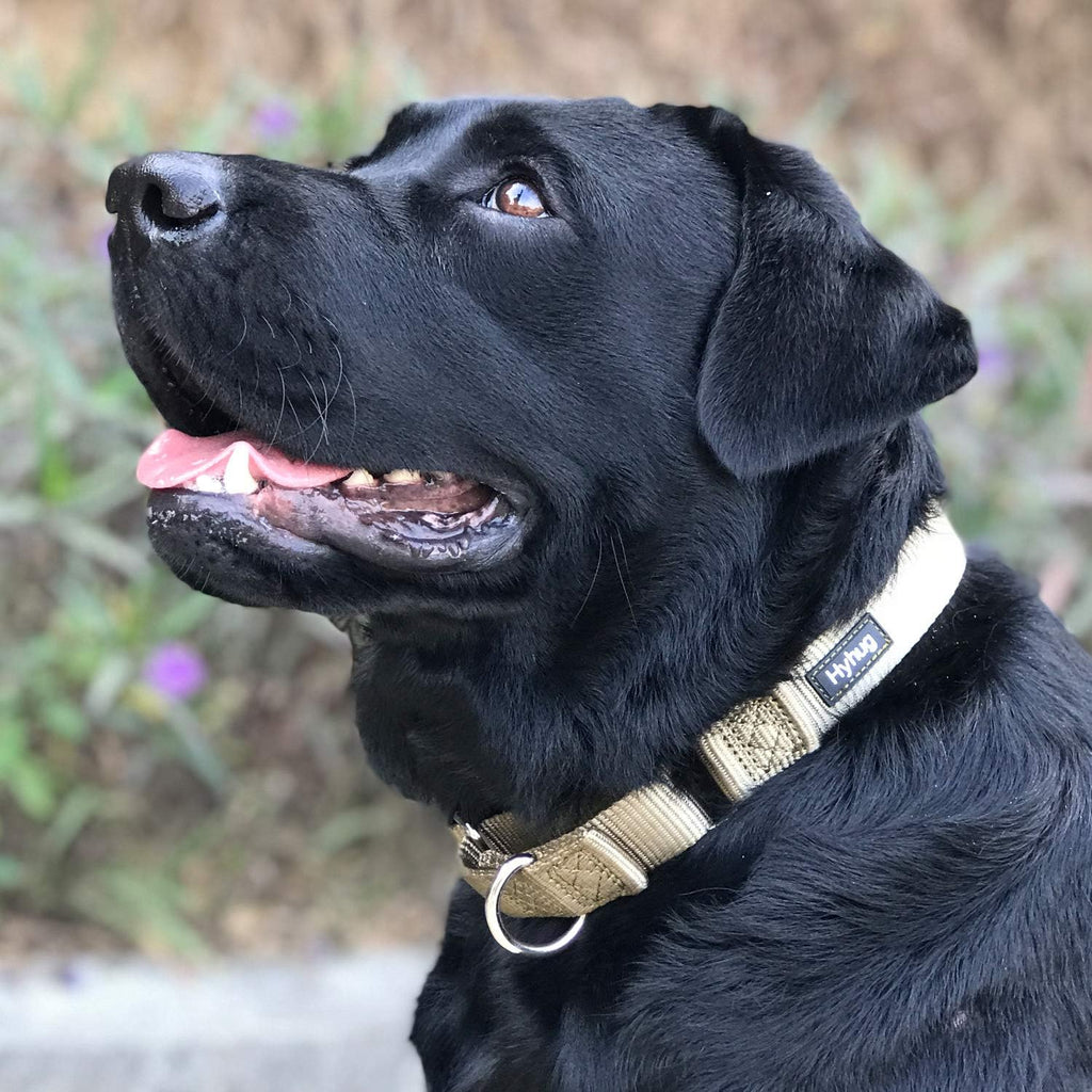 Olive green heavy duty pet walking collar with high reinforce stitching details