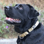 Olive green heavy duty pet walking collar with high reinforce stitching details