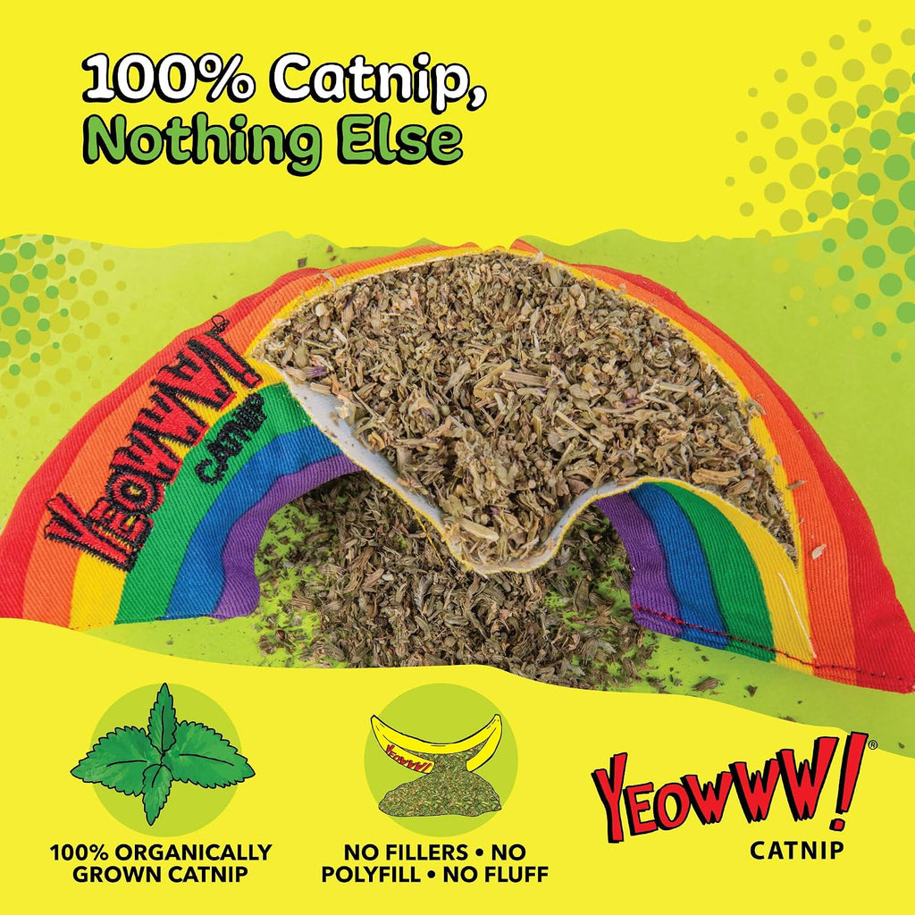 Cat playing with colorful arched rainbow toy during active playtime