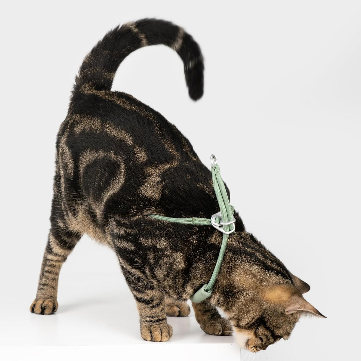 BuddyArmor olive green cat walking vest high strength leash ring