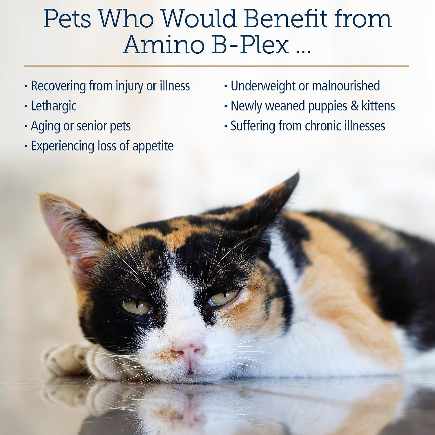 Rx Vitamins Amino B-Plex liquid appetite booster for weak or recovering dogs and cats