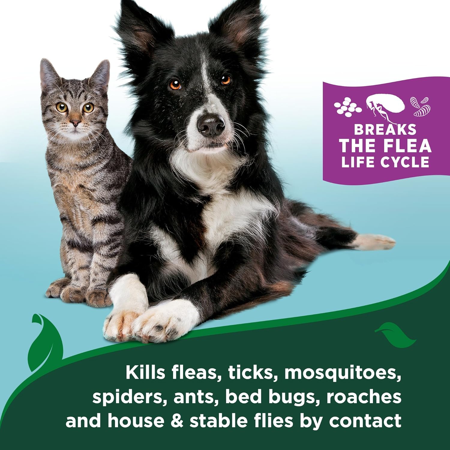 Authentic USA imported natural cat flea spray bottle placed on indoor home carpet.