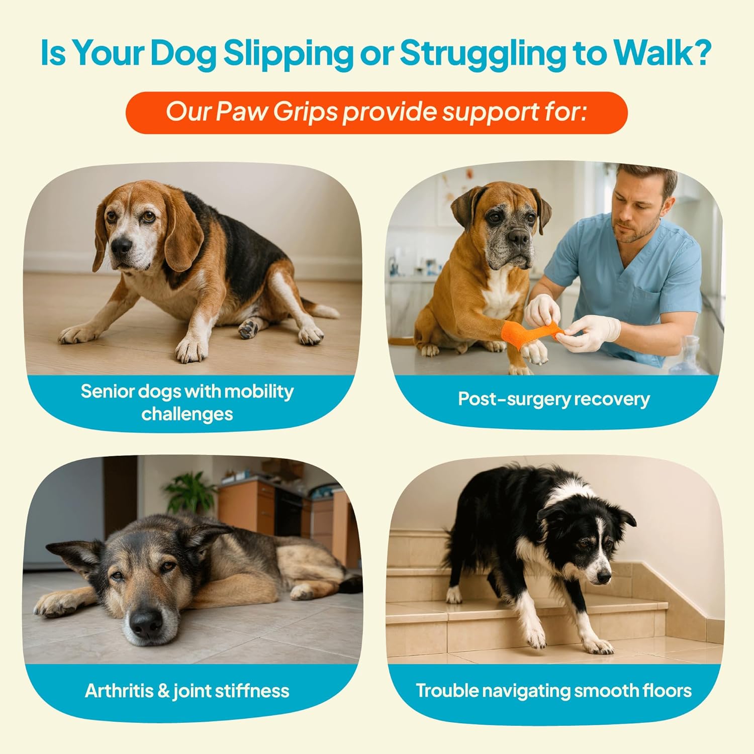 Senior dog walking confidently with Steady Paws stickers