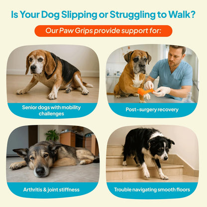 Senior dog walking confidently with Steady Paws stickers