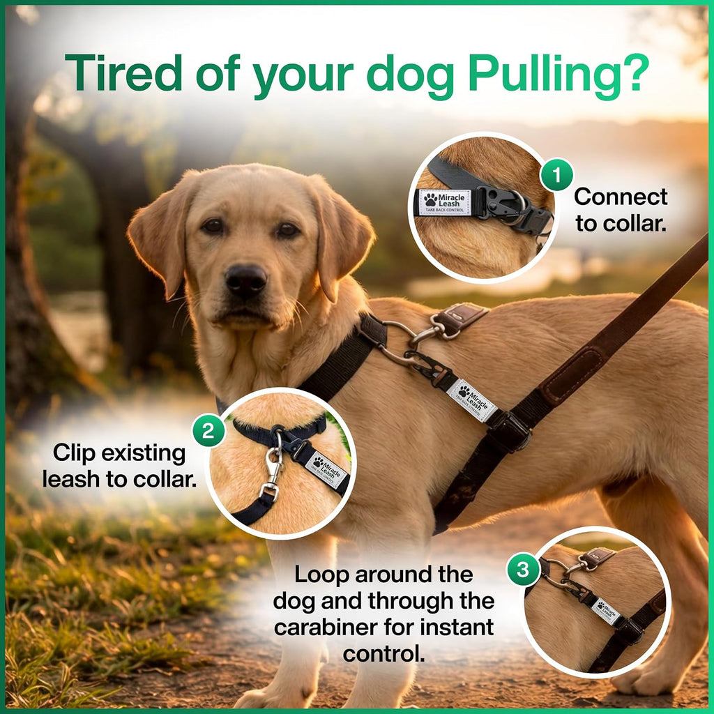 MiracleLeash anti pull dog walking aid loop design on a medium breed pet.