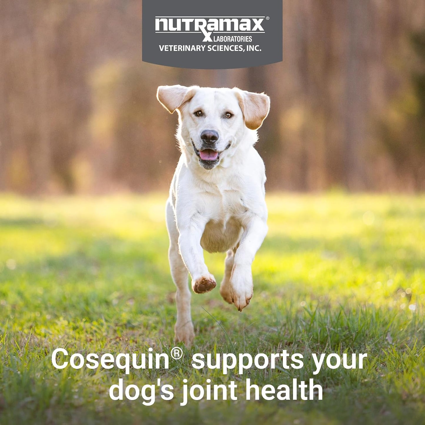 Nutramax Laboratories Cosequin dog joint health soft chew close up