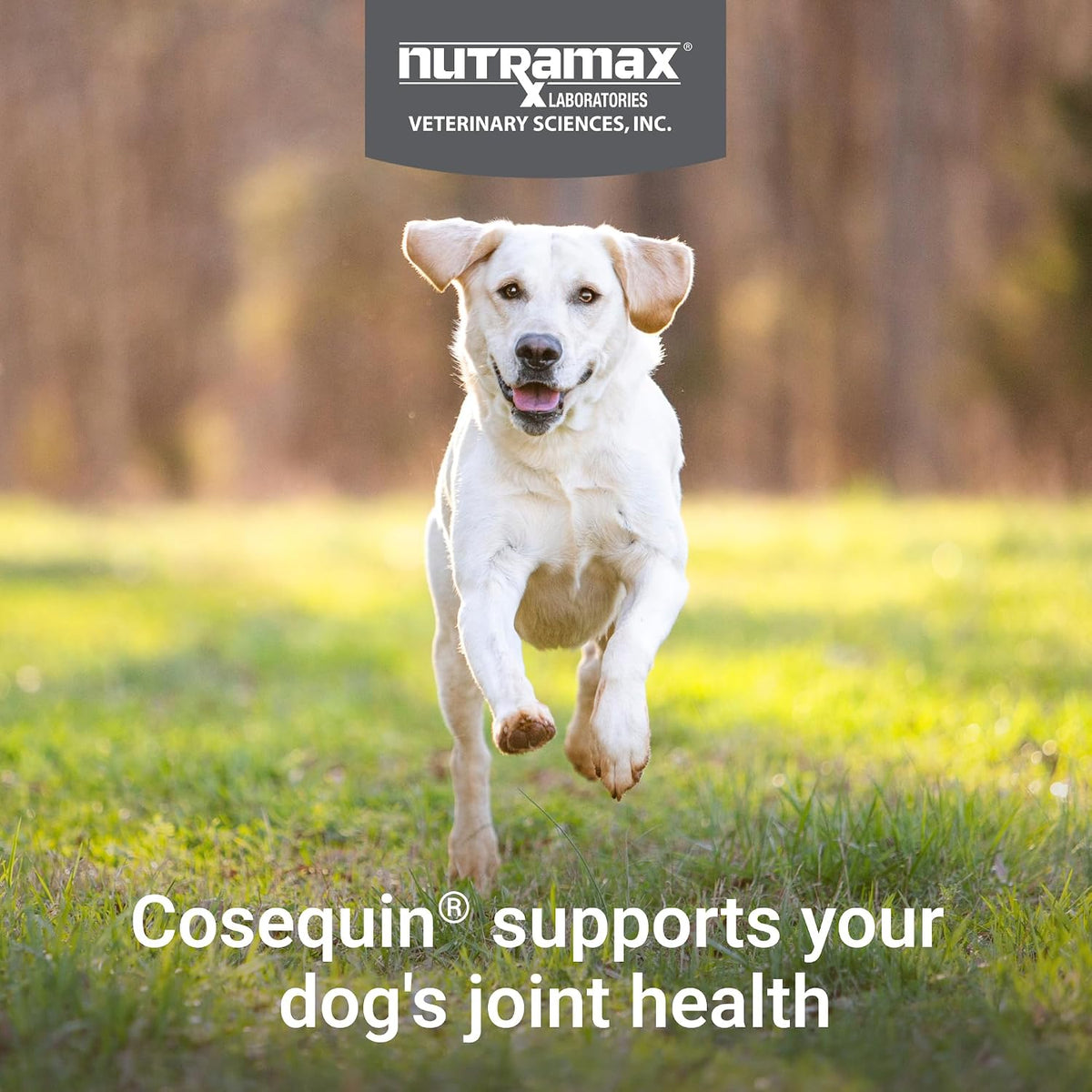 Nutramax Laboratories Cosequin dog joint health soft chew close up