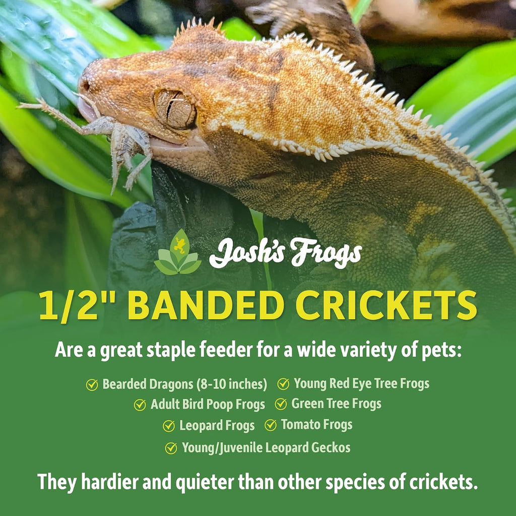 Live banded feeder crickets showing size scale