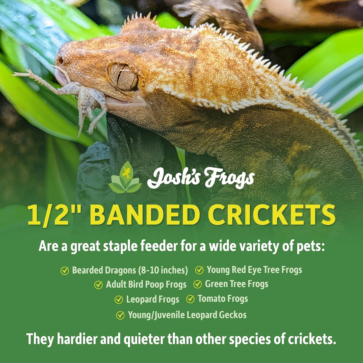 Live banded feeder crickets showing size scale