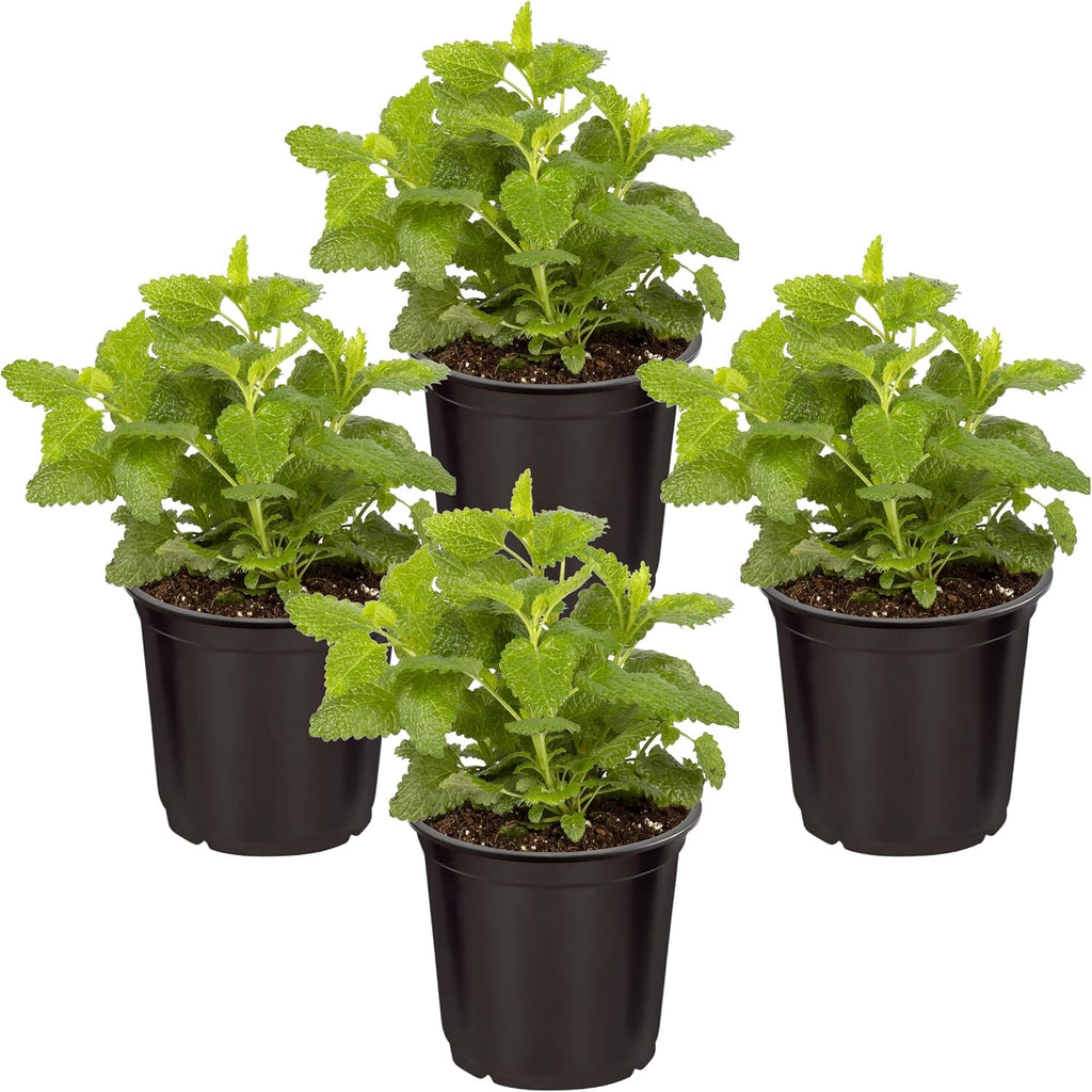 Group view of four live potted catnip plants to reduce cat anxiety naturally