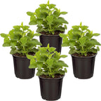 Group view of four live potted catnip plants to reduce cat anxiety naturally