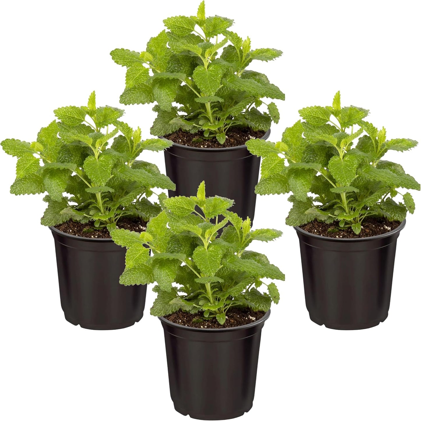 Group view of four live potted catnip plants to reduce cat anxiety naturally