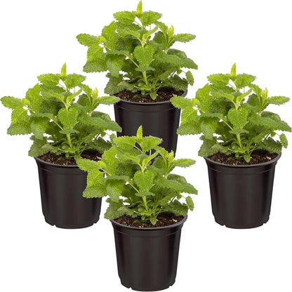 Group view of four live potted catnip plants to reduce cat anxiety naturally