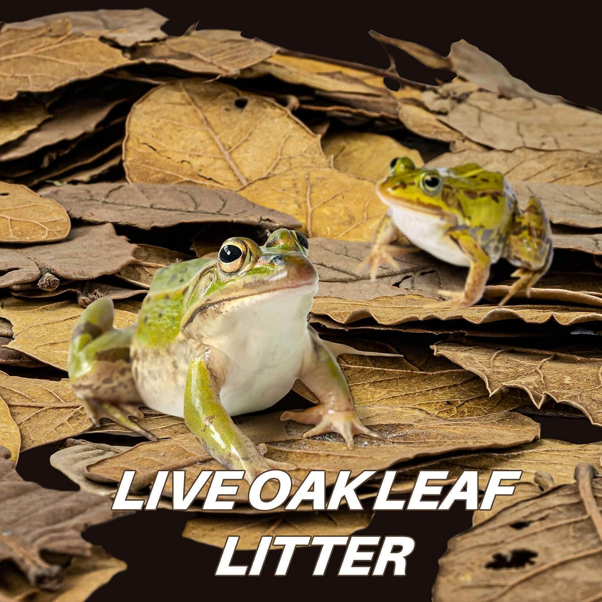 Whole natural oak leaves substrate bag close up