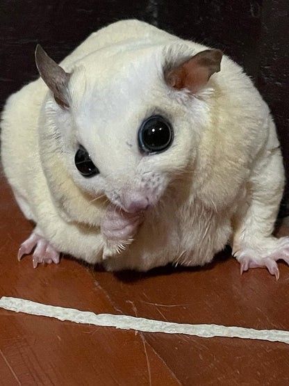 PETIVORE small exotic pet treats package highlighting high protein benefits