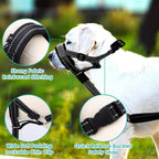 Rosvola anti-slip dog muzzle harness demonstrating how it connects safely to a standard collar.