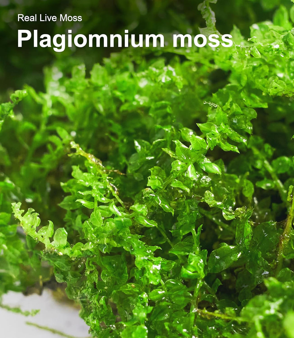 Dormant moss being misted to show quick revival process
