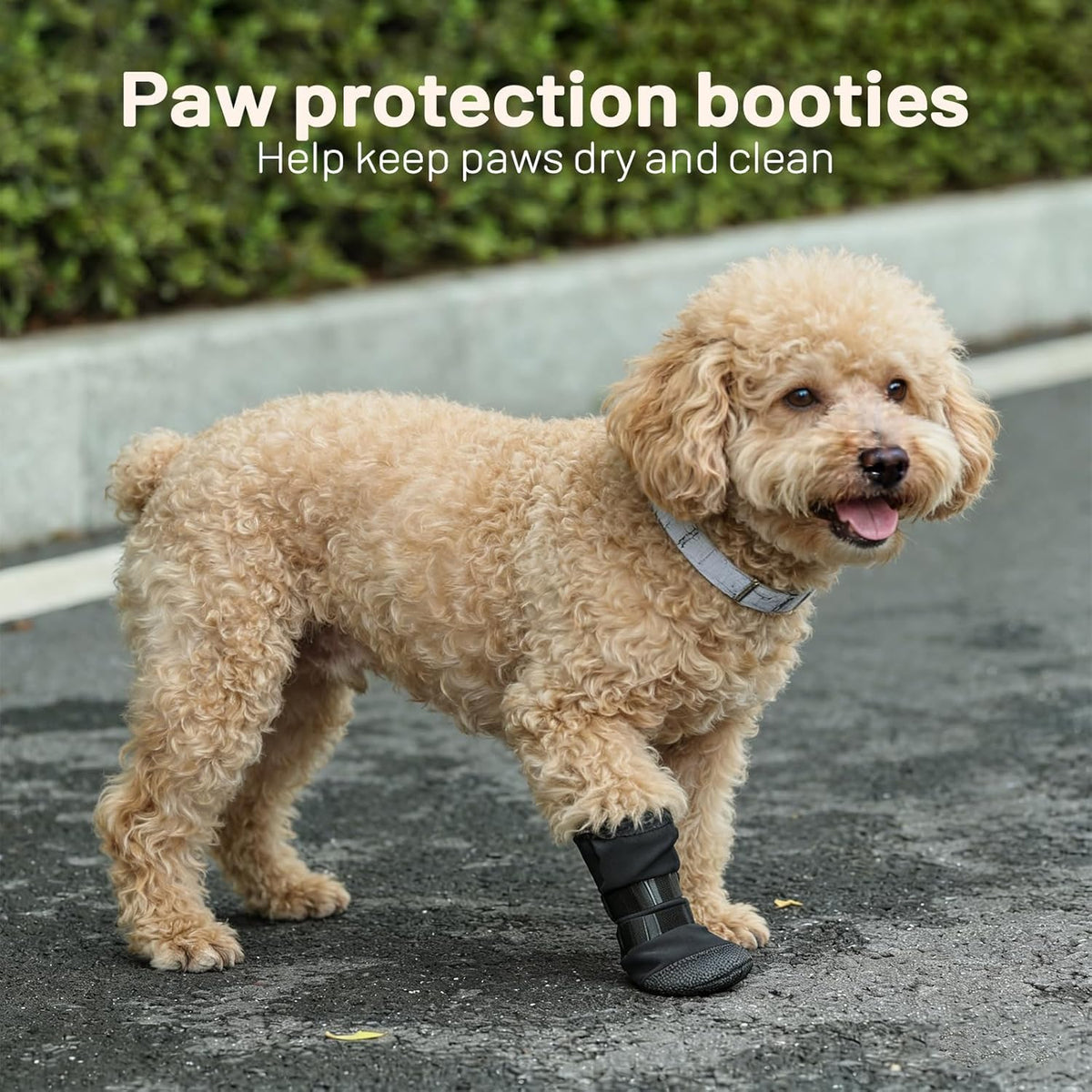Dog wearing Letsqk recovery boot with adhesive strap