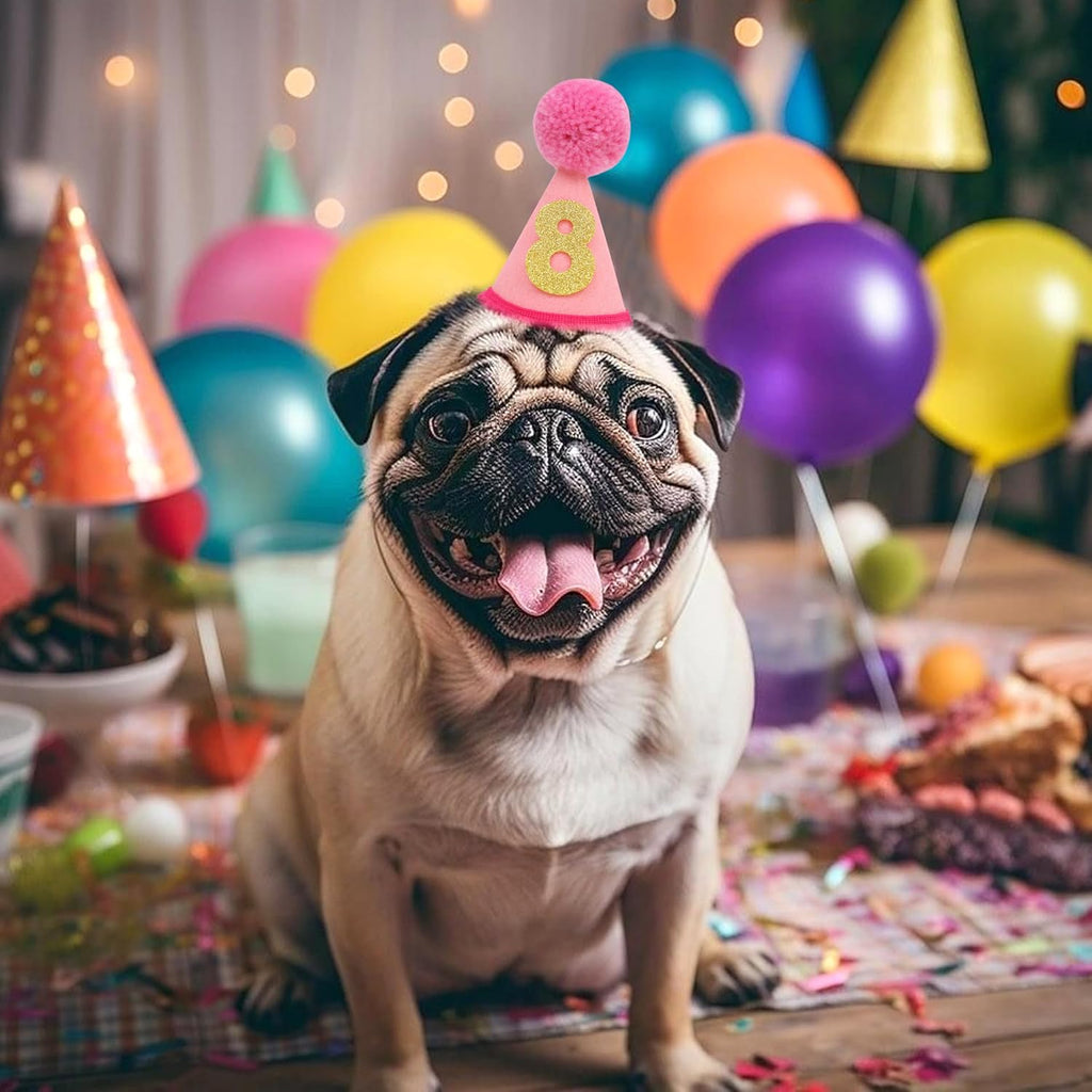 Small dog wearing pink birthday cone hat with elastic strap