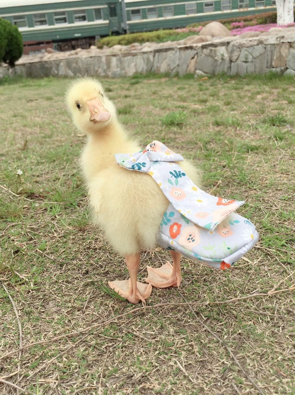 Adjustable elastic straps on HEZHUO duck diaper