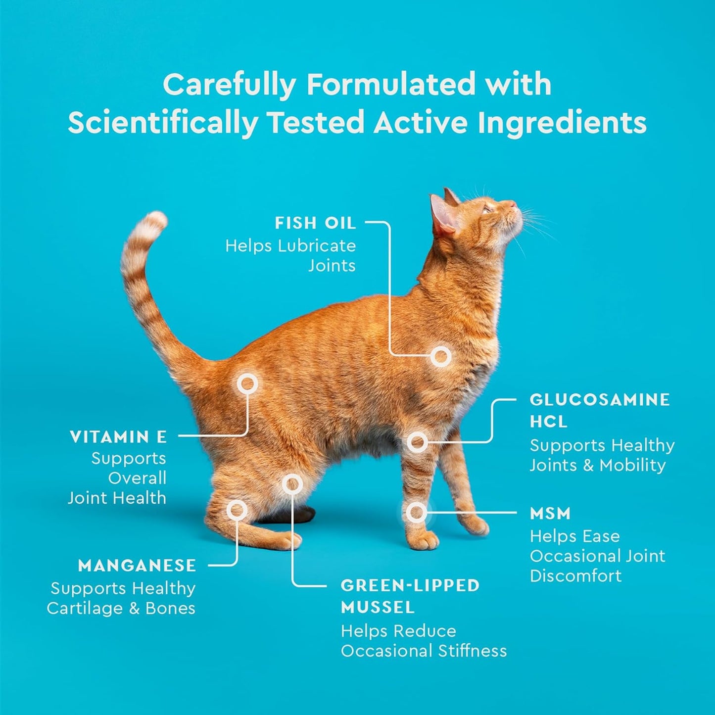 Cat eating VetIQ hip and joint supplement treat