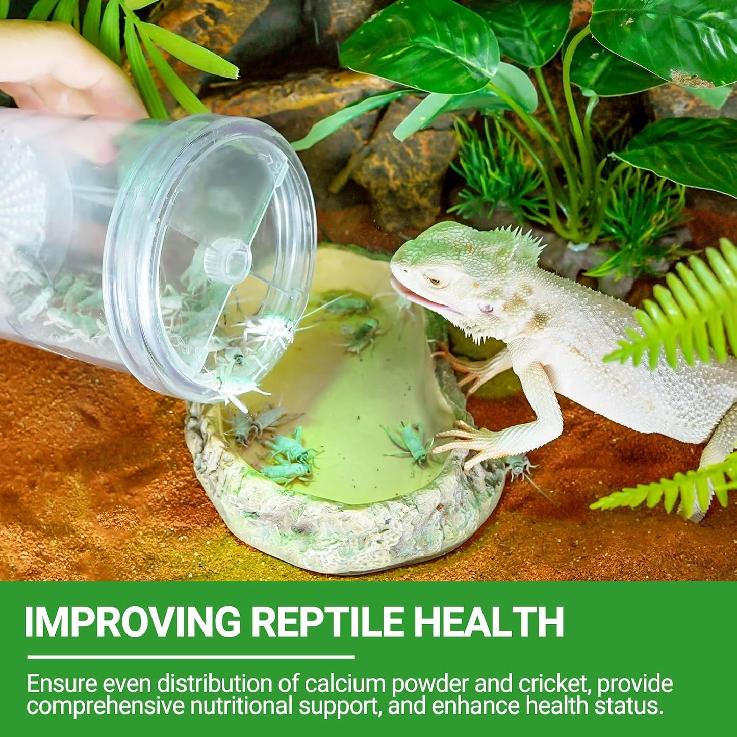 Side view of escape-proof cricket keeper for bearded dragons