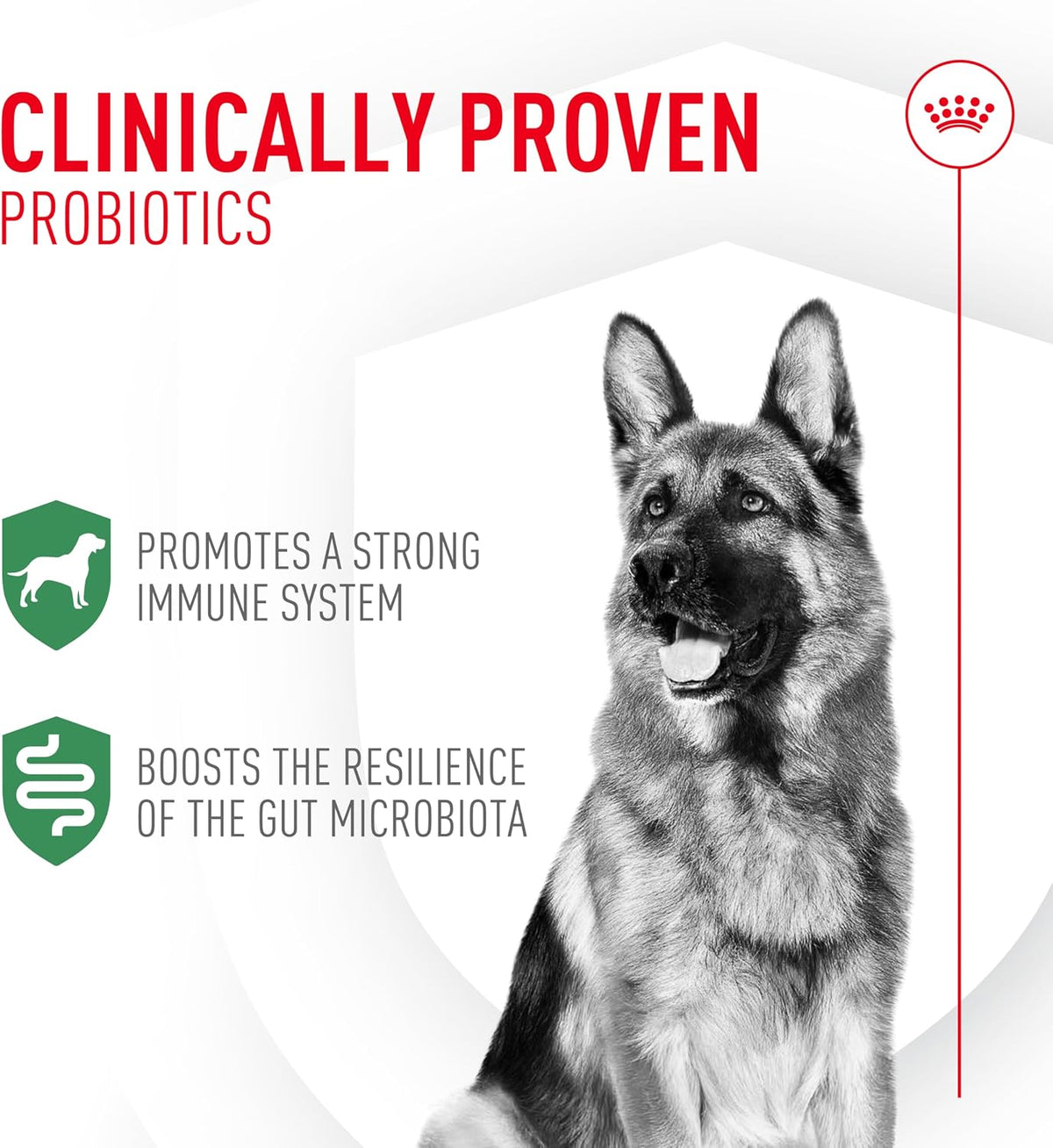 Royal Canin dog probiotic powder packets for immune support